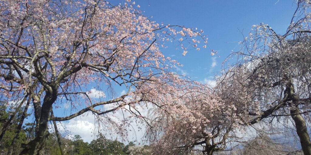 画像：花と水のまつり